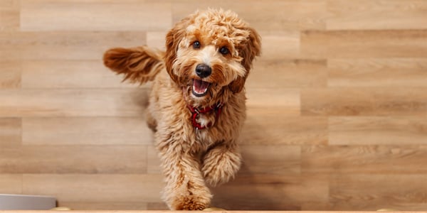 A brown Labradoodle sitting on wooden flooring.