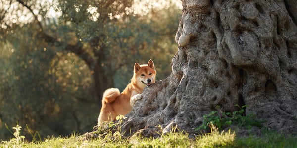 Shiba Inu looking from behind a tree
