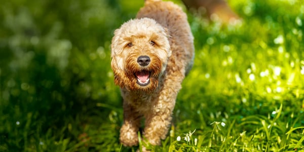 A curly doodle dog running through grass.
