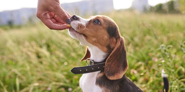 A puppy Beagle being handed a treat.
