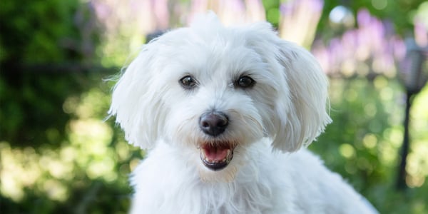 white maltipoo outside