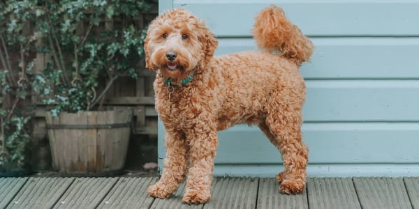 A cute cockapoo with a new haircut