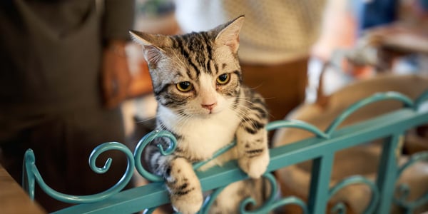 a cute cat looking over a fence