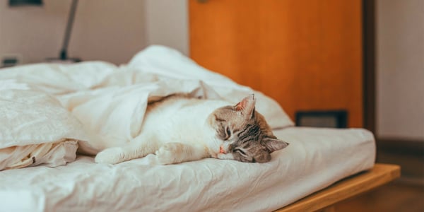 A very cute cat snuggled up in bed.