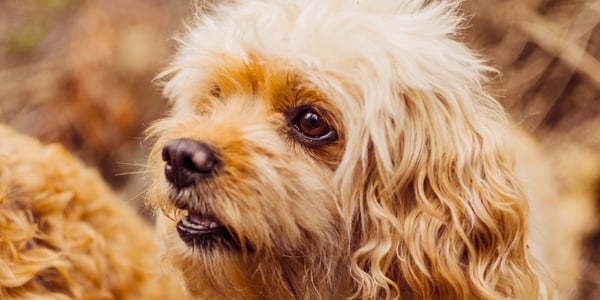 A close up of a Cavapoo 
