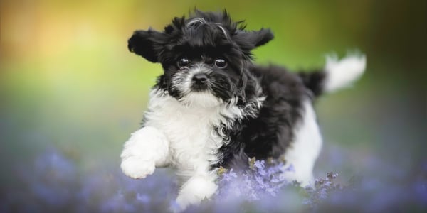 A Cavapoo puppy standing against a rainbow blurred backdrop.