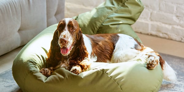 A springer spaniel sat on a green bean bag.