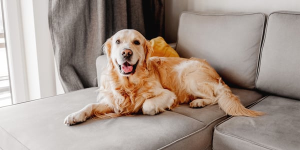 A golden retriever laying down on a sofa.