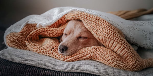 dog wrapped up in orange blanket