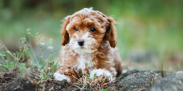 brown and white maltipoo lying on ground in forest