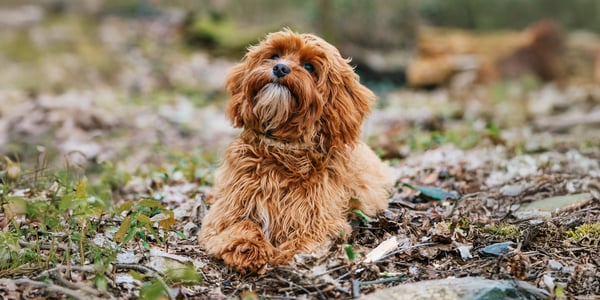 A ginger curly dog sitting in the woods.
