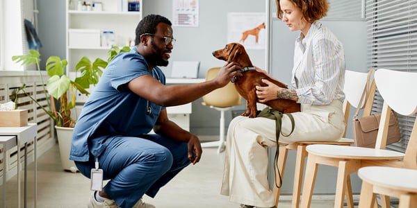 A vet crouched down looking at a dachshund. 