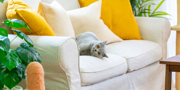 a british shorthair sitting on a white sofa.
