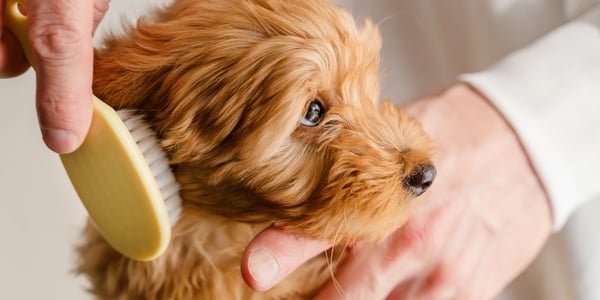A maltipoo being brushed.