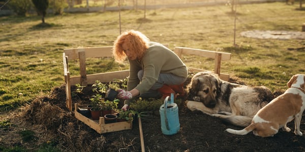 A woman gardening whilst her two dogs sit next to her.