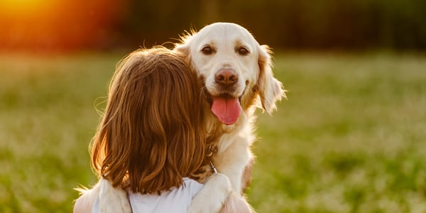 A golden retriever hugging their owner during a sunset.