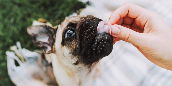 A hand feeding a Pug a treat.