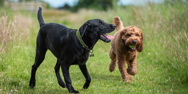 A Cockapoo with a tennis ball in his mouth running next to a black dog.