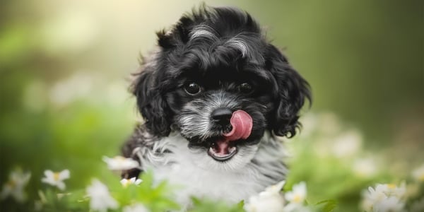 a black and white cavapoo licking his lips.