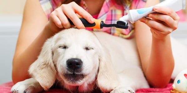 A close up of a dog getting their teeth polished.
