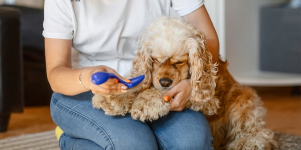 Golden show cocker spaniel being groomed by owner