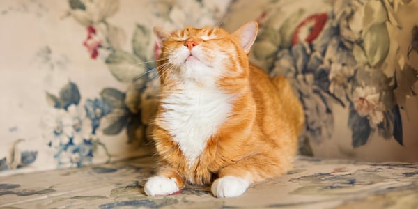 A ginger and white cat sitting on a floral chair.