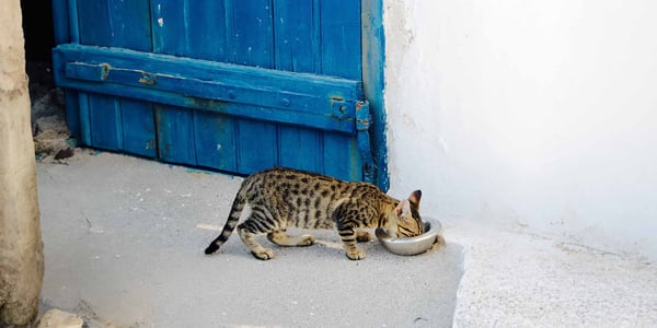 a cat drinking from a bowl of water