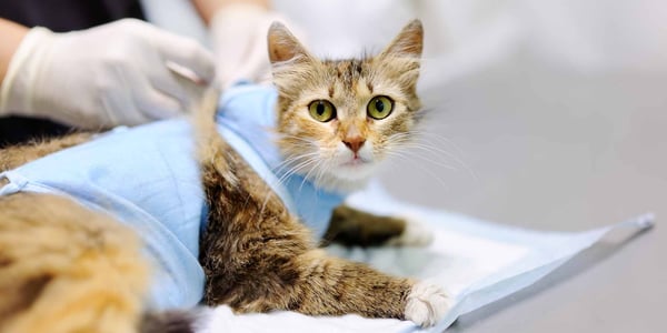 a cute cat being checked by the vet