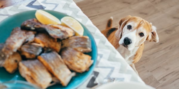 A Beagle looking up at a plate of fish.