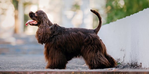 Cocker Spaniel with show cut standing on street with tongue out