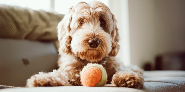 A labradoodle with a ball.