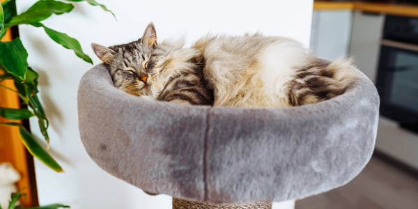 A fluffy cat resting in a tower bed.
