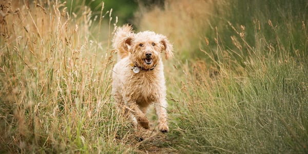 A labradoodle running through grass.