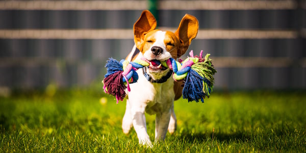 a beagle running with rope in his mouth