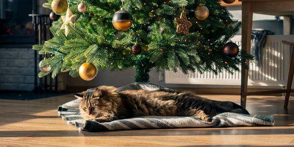 A cat laying on a blanket under a Christmas tree.