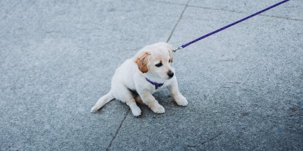 A puppy Labrador who doesn't want to walk on a lead.