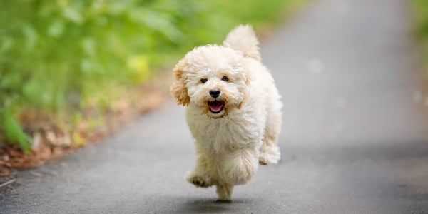 A white maltipoo running on a road.