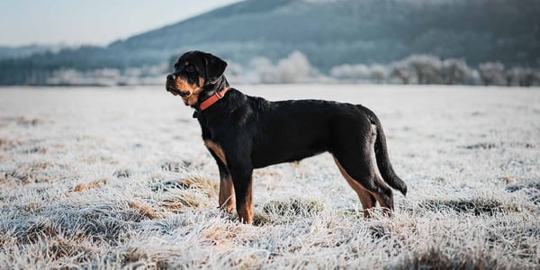 A Rottweiler