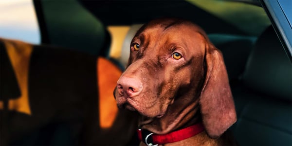 dog with head out of car window 