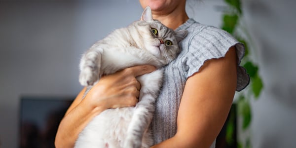 A woman holding up a shorthair cat.