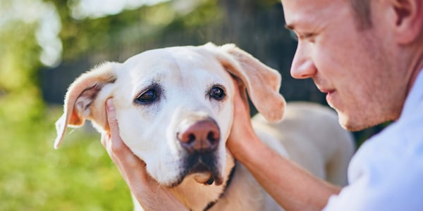 A man holding a labrador outdoors.