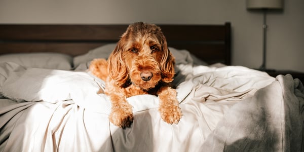 Labradoodle lying on bed