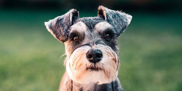 Miniature Schnauzer small dog breed