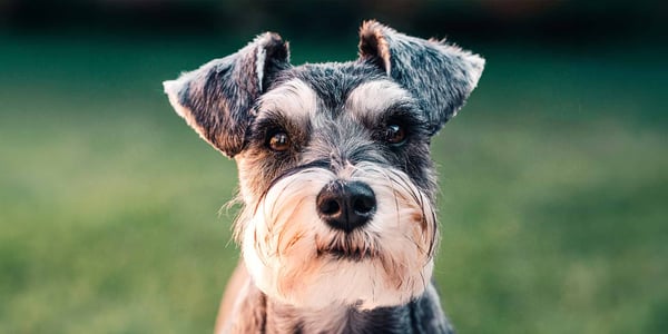 Miniature Schnauzer small dog breed