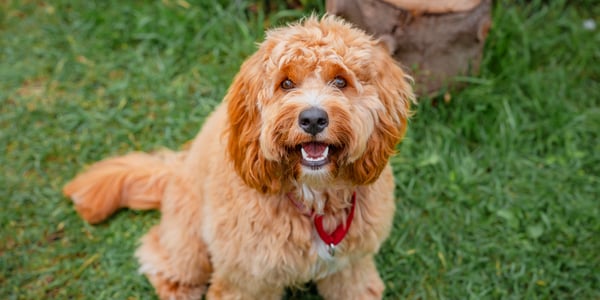 A light brown labradoodle sitting on grass.