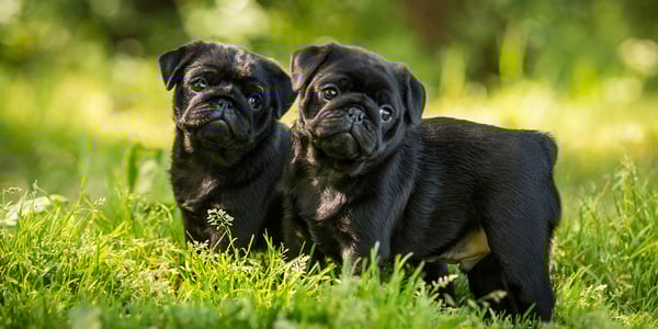 two black pugs in grass