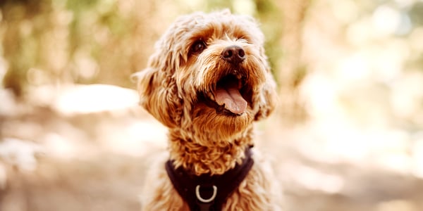 A close up of a Cavapoo outdoors.