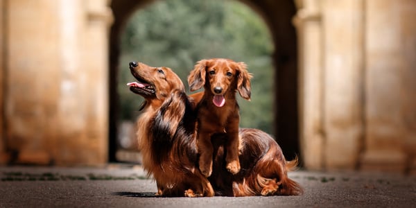 Two dachshunds sitting outdoors.