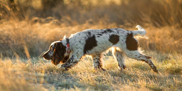 A springer spaniel sniffing around outdoors.