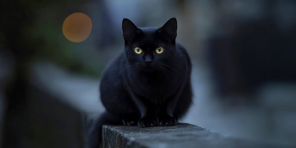 Black cat with yellow eyes sitting on a wall